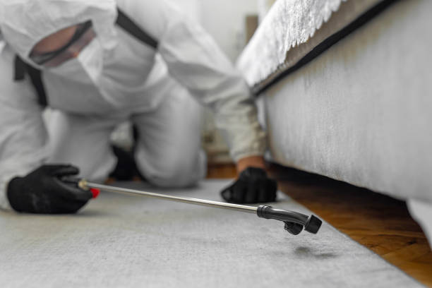 Professional Bed Bug Control technician working in Bensenville, IL